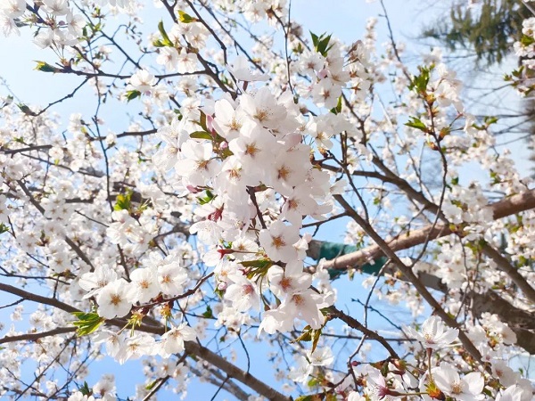 USDT钱包数字官方与你 共赴一场樱花盛宴